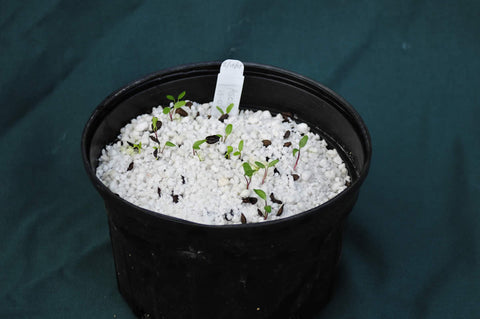 Seed pot of Asclepias lanceolata germinating