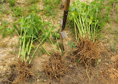 Baptisia plant divided into three clumps