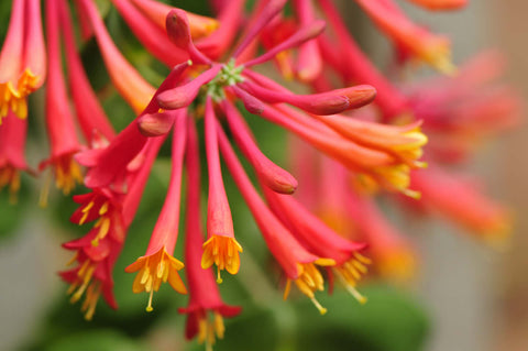 Coral honeysuckle flowers are red and tubular shaped 