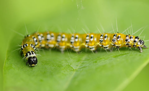 Genista Broom moth caterpillar with a black head and an orange-yellow body