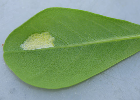 Genista Broom moth eggs on the underside of a Baptisia leaf look very similar to fish scales