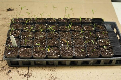 Milkweed seedlings potted up into individual pots