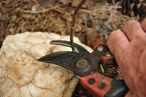 Cutting stem from the plant with pruners