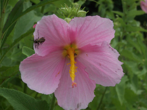 Pink seashore mallow flower