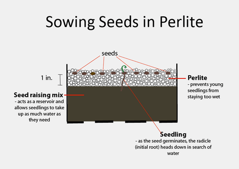 Diagram showing how to sow seeds in perlite