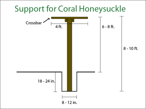 Diagram on building a simple support for growing a coral honeysuckle on