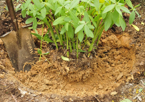 Digging a trench around a false indigo plant so it can easily be moved 