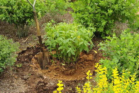 Baptisia plant ready to be transplanted to a new location