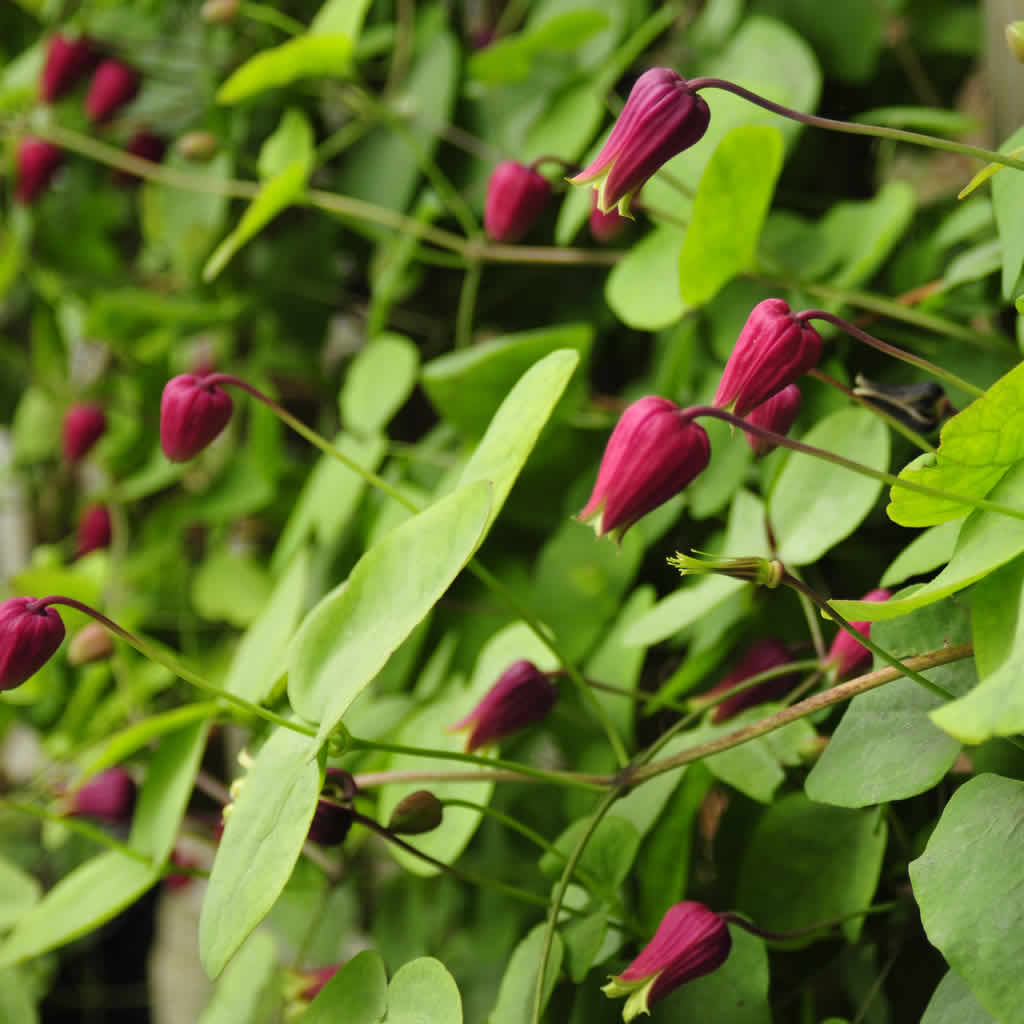 Care Of Clematis Early Sensation - Clematis Early Sensation Problems