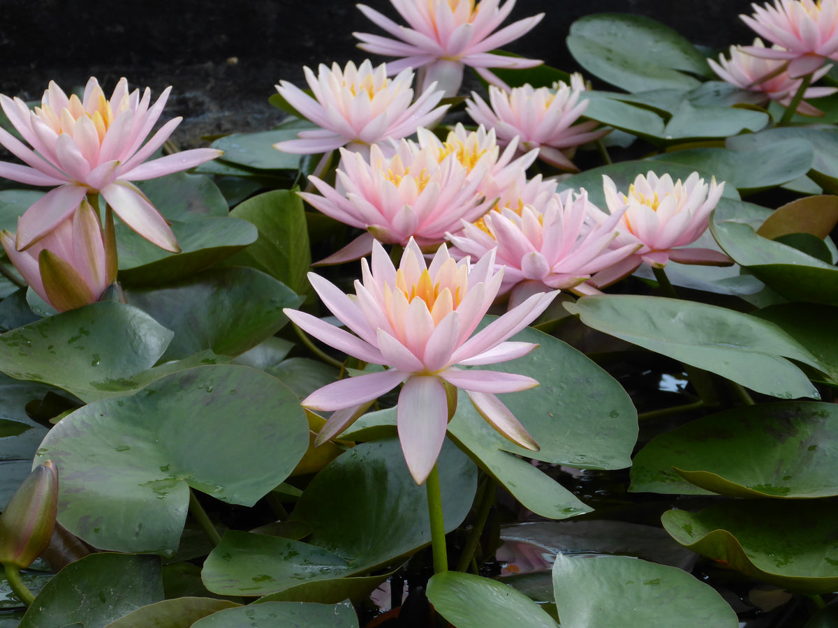 Nymphaea Water Lilies Plants And Garden 5372