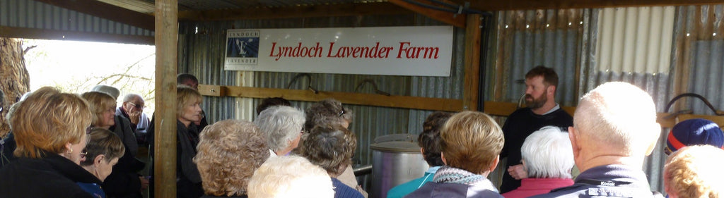 tours at Lyndoch Lavender Farm