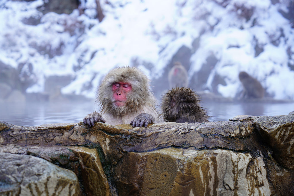 Opice in onsen