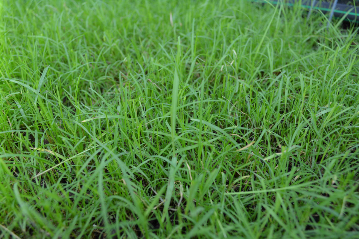 Cheyenne Ii Bermuda Grass Seed Certified