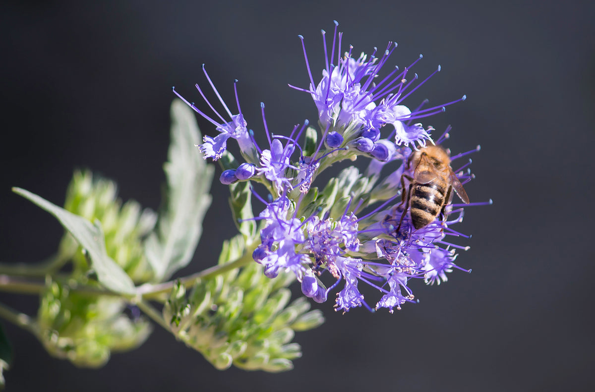 ½oz to 8oz Honeybee Pollinator Mix Spring Summer Bee Forage Wildlife Seeds 
