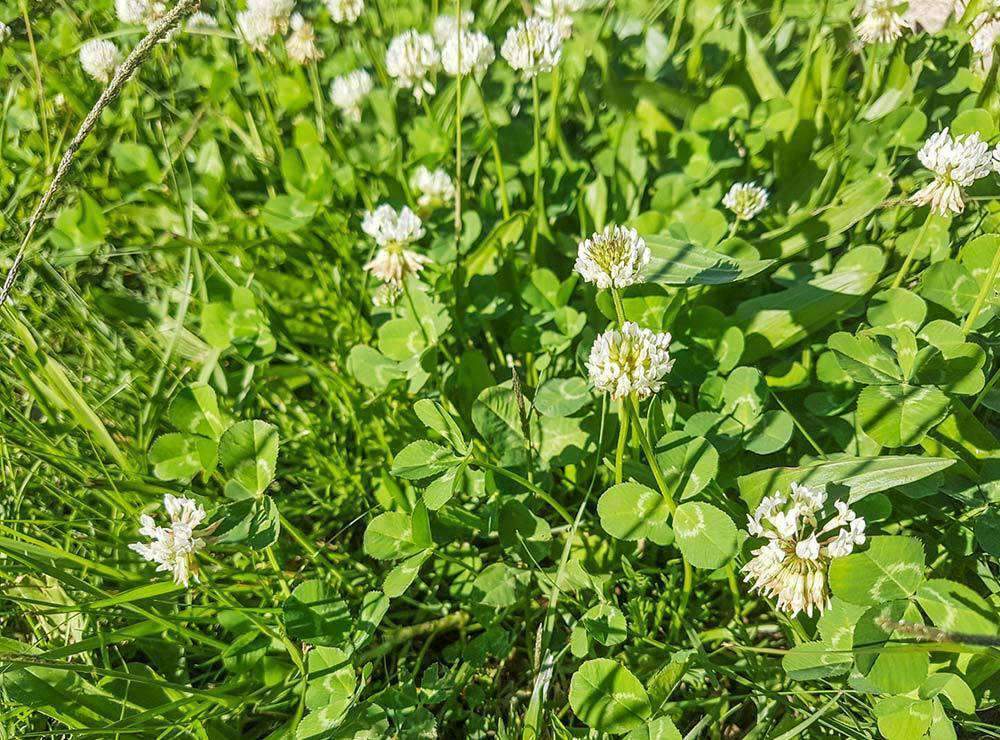 Red Clover Chicory Deer Food Pot Seed Mix 10 lbs Alfalfa Ladino Clover 