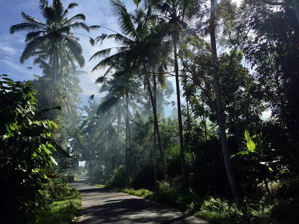 bali tropics 2018