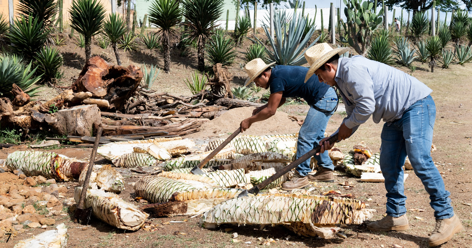 Banhez Mezcal Oaxaca Ejutla