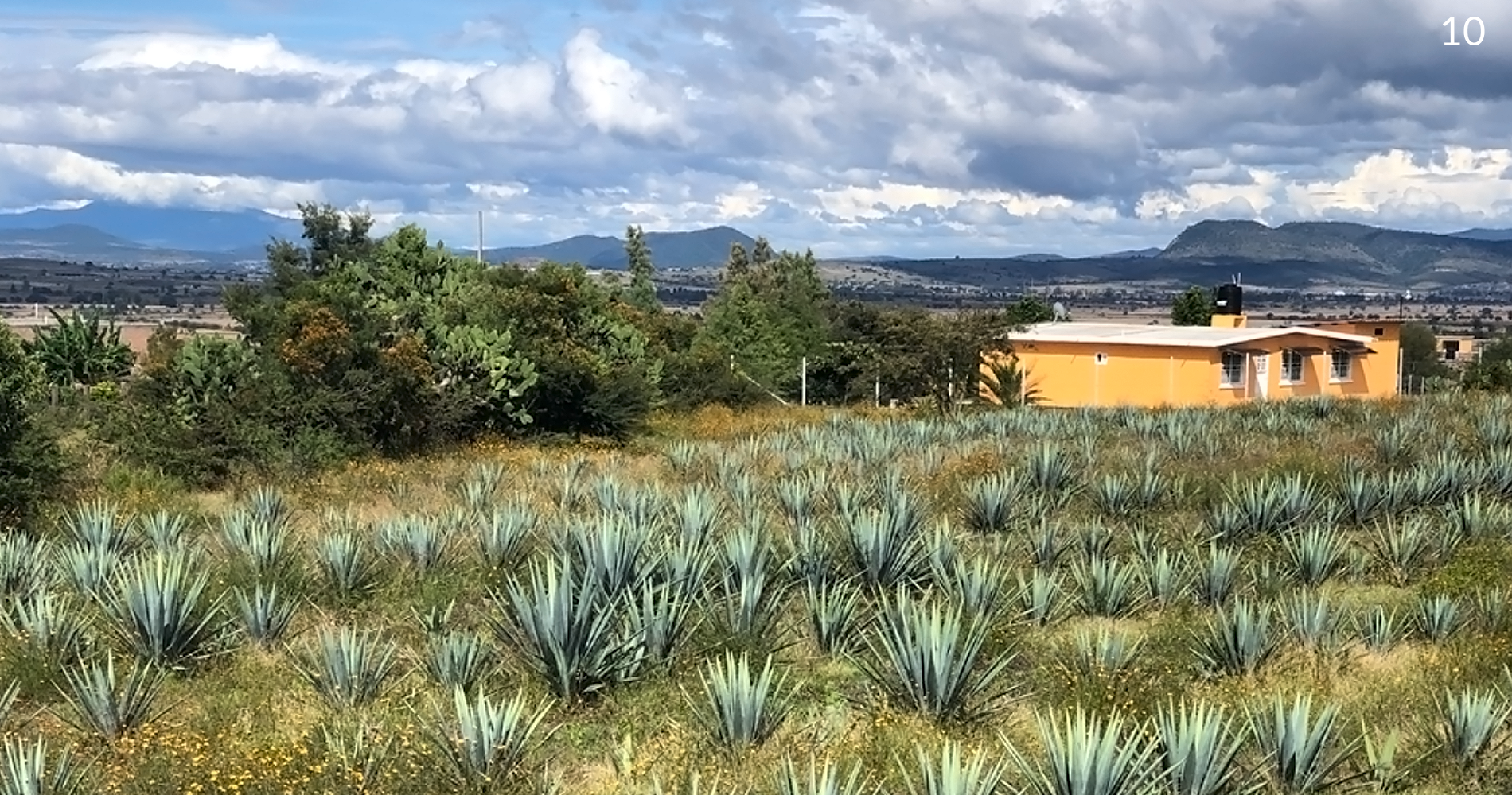 casita y agaves