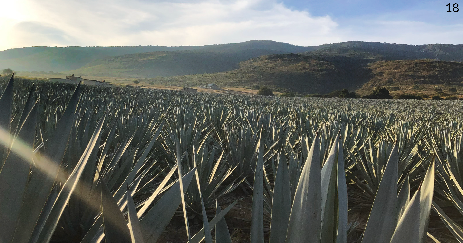 michoacan agave field