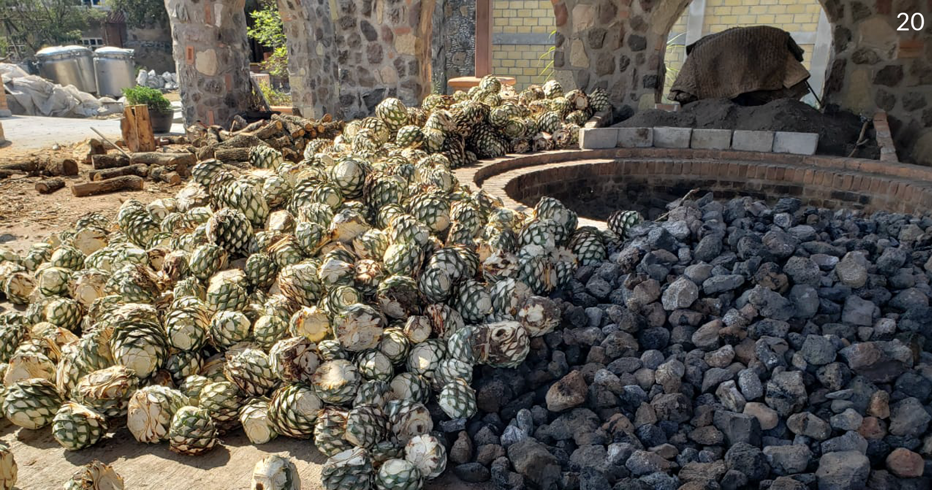 Agave Tequilana 