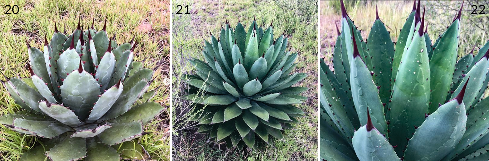 agaves oaxaquenos - lyoba