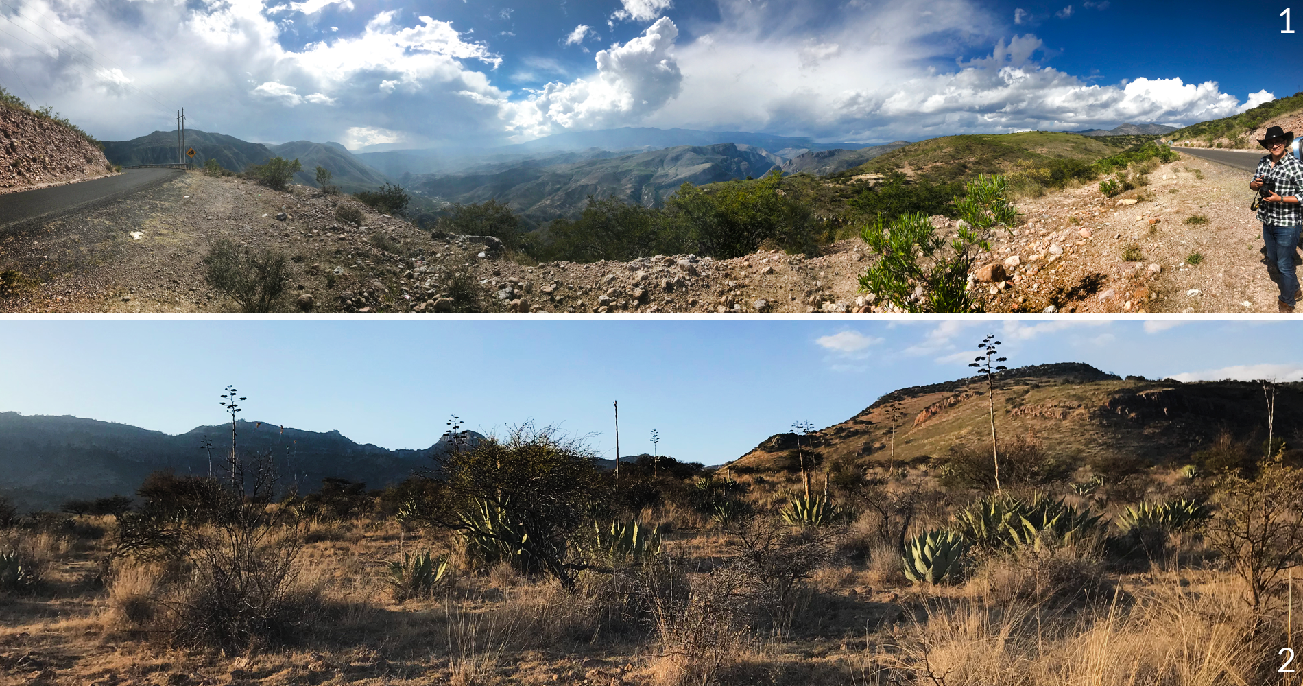 durango lagrimas de dolores