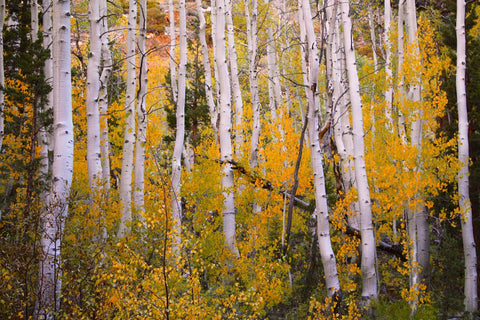 LifeStraw Best Fall Foliage