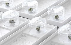 About Buying Cannabis