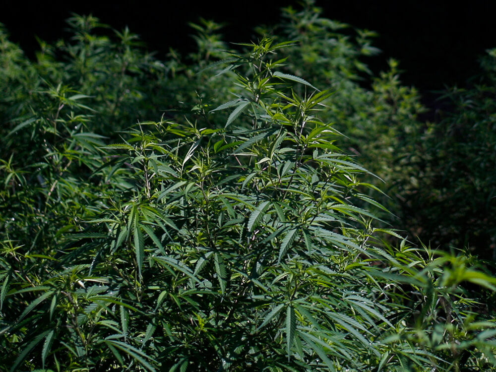Cannabis plants in a dark grow room