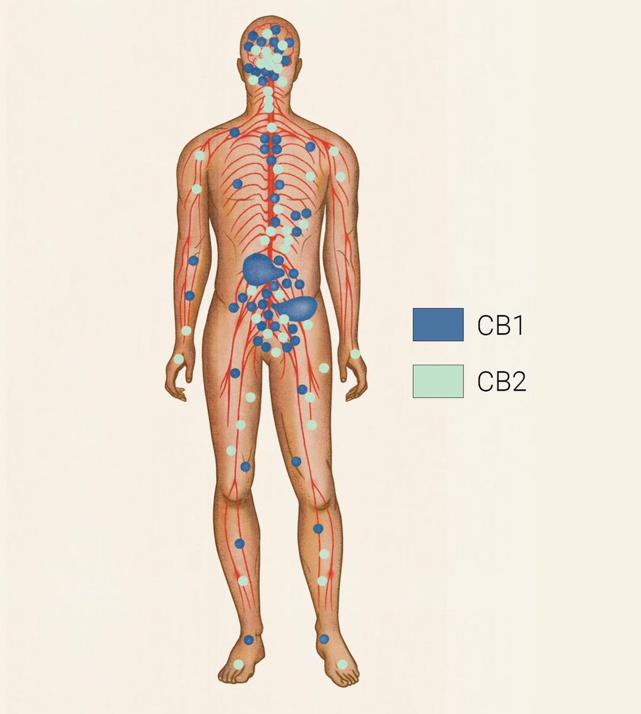 Image of the endocannabinoid system