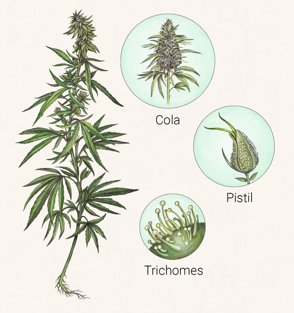 Image of the whole cannabis plant and close-up on pistil, cola and trichomes