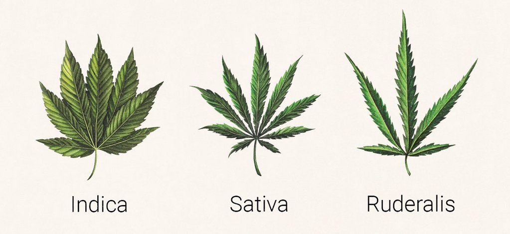 Image of the 3 types of cannabis leaves, indica, sativa and ruderalis.