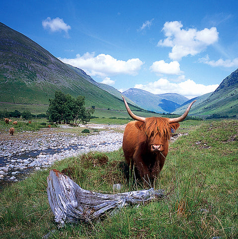 West Highlands Way Cow
