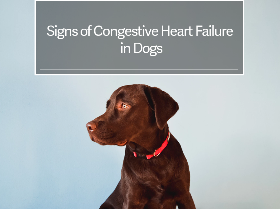 what are signs of congestive heart failure in a dog