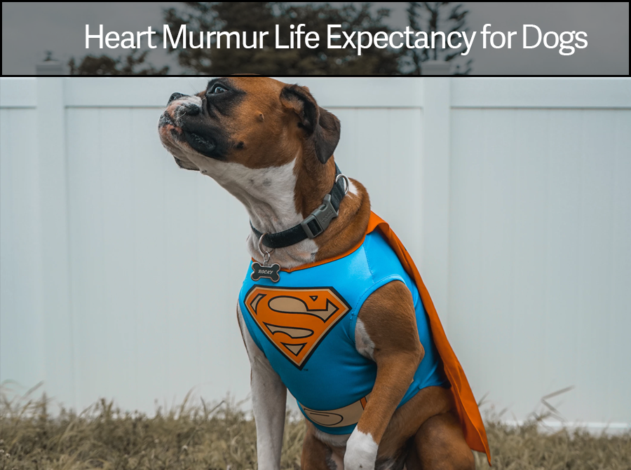 can anxiety cause heart murmur in dogs