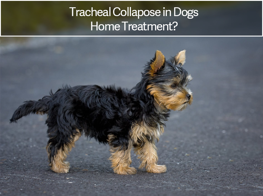 is a collapsed trachea in dogs painful