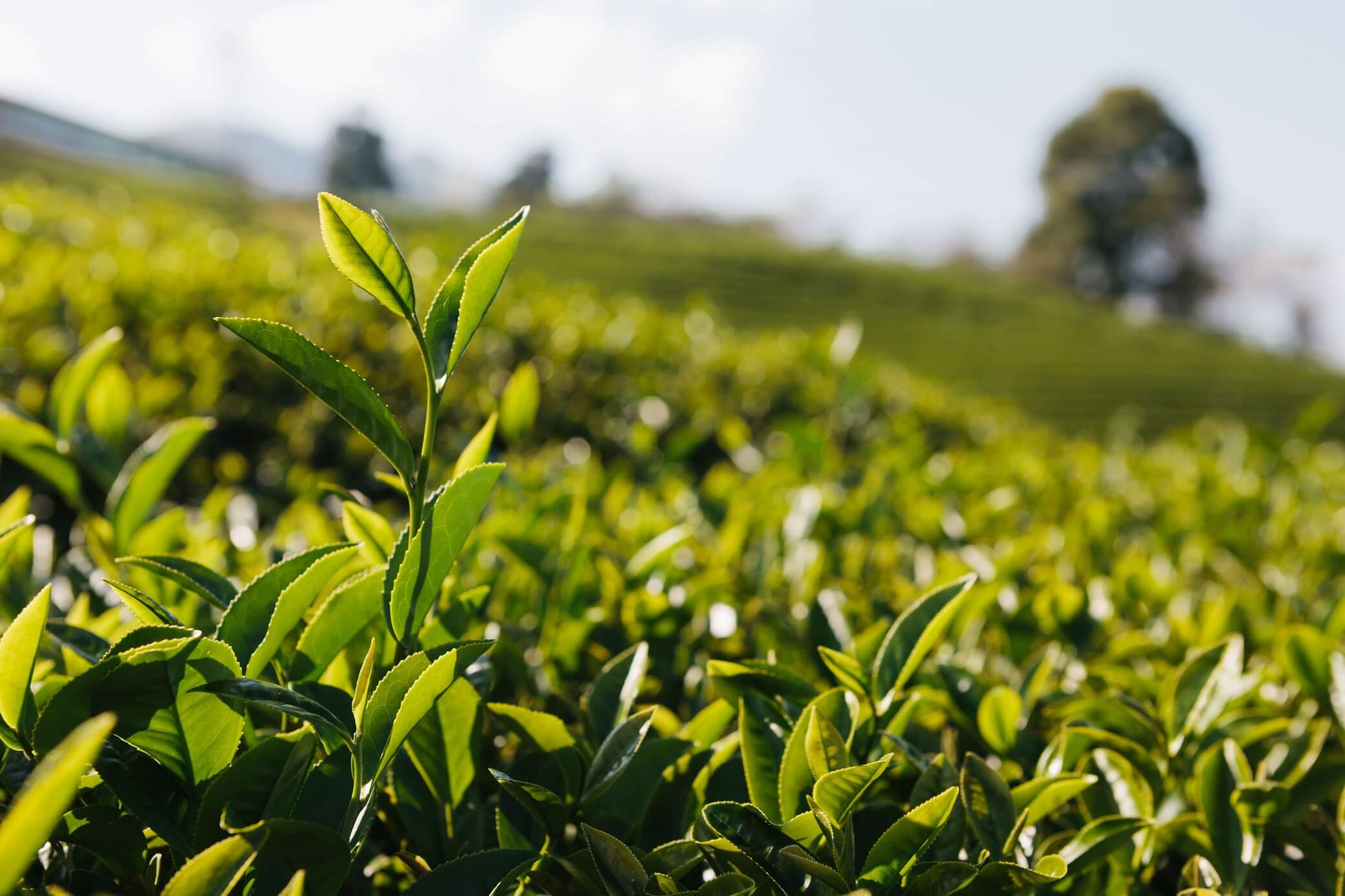  the popular healthy Green Tea