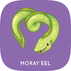 Moray Eel