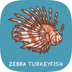 Zebra Turkeyfish