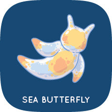 Sea Butterfly