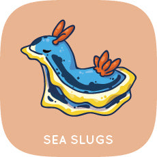 Sea Slug