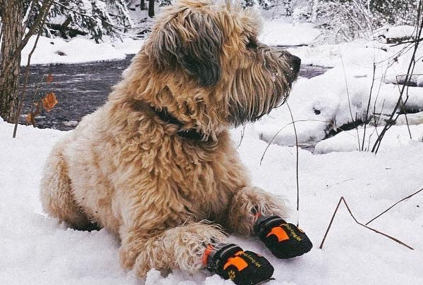 puppy snow boots