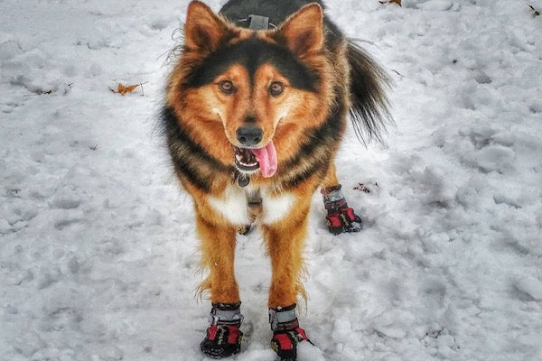 dog shoes for winter