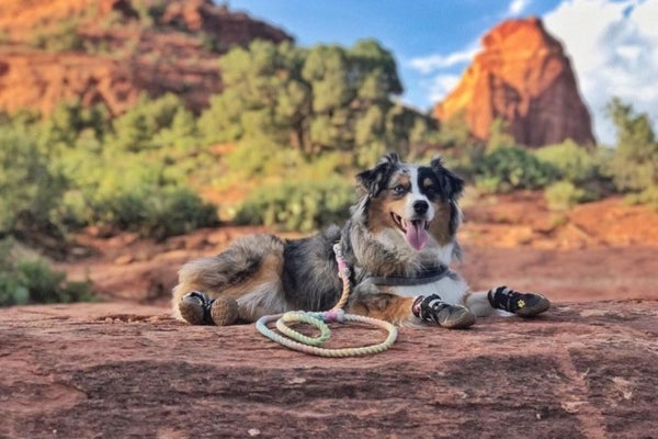 dog shoes for hiking