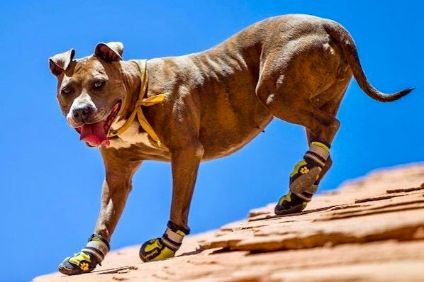 dog boots for pitbulls