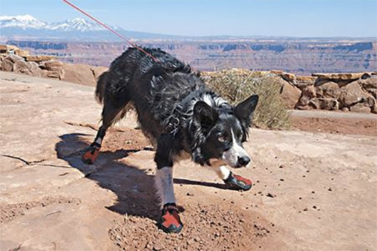 sled dog booties