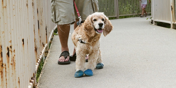 The Ins and Outs of Dog Shoes - What 
