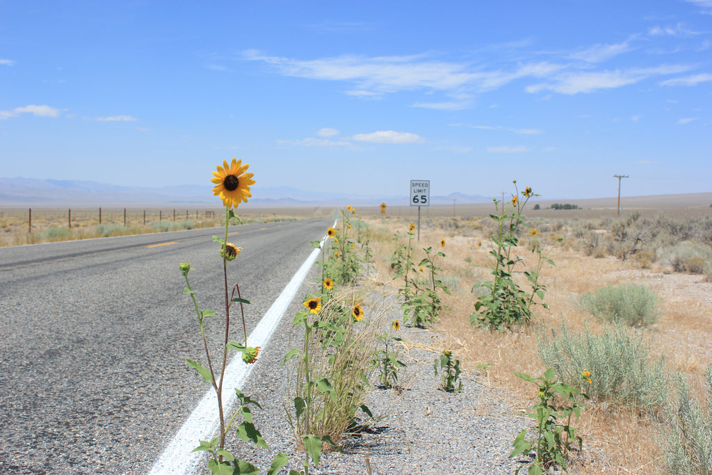 lonely Nevada highway with wild sunflowers and speed limit sign 