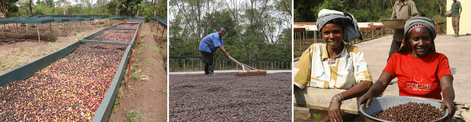 Giving Grounds Coffee | Specialty Coffee that Empowers Ugandans 