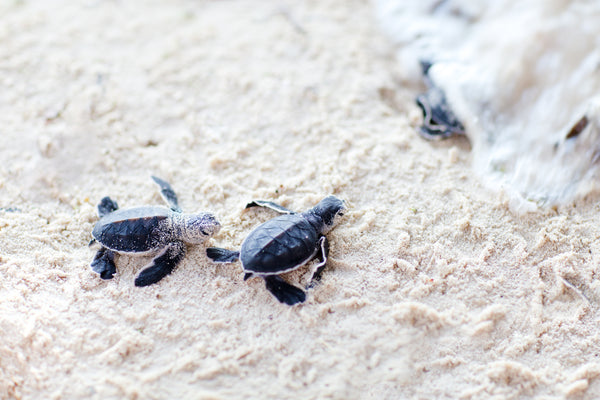 apini marine lives baby turtles